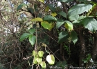 <i>Serjania hebecarpa</i> Benth. [Sapindaceae]