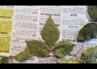 <i>Serjania hebecarpa</i> Benth. [Sapindaceae]