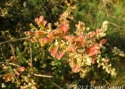 <i>Serjania fuscifolia</i> Radlk. [Sapindaceae]