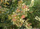 <i>Serjania fuscifolia</i> Radlk. [Sapindaceae]