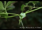 <i>Paullinia meliifolia</i> Juss. [Sapindaceae]