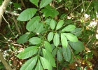 <i>Trichilia pallens</i> C. DC. [Meliaceae]