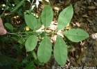 <i>Trichilia pallens</i> C. DC. [Meliaceae]