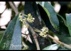 <i>Daphnopsis fasciculata</i> (Meisn.) Nevling [Thymelaeaceae]