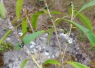 <i>Daphnopsis fasciculata</i> (Meisn.) Nevling [Thymelaeaceae]