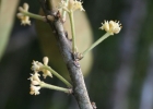 <i>Daphnopsis fasciculata</i> (Meisn.) Nevling [Thymelaeaceae]
