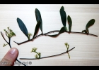 <i>Phoradendron affine</i> (Pohl ex DC.) Engl. & Krause [Santalaceae]