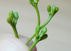 <i>Phoradendron affine</i> (Pohl ex DC.) Engl. & Krause [Santalaceae]