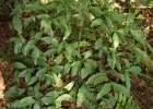 <i>Psychotria nitidula</i> Cham. & Schltdl. [Rubiaceae]