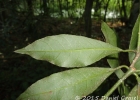 <i>Psychotria nitidula</i> Cham. & Schltdl. [Rubiaceae]