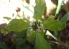 <i>Mitracarpus brasiliensis</i> M.L.Porto & Waechter [Rubiaceae]