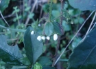 <i>Galium noxium</i> (A.St.-Hil.) Dempster [Rubiaceae]