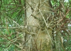 <i>Gleditsia amorphoides</i> (Griseb.) Taub. [Fabaceae]