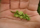 <i>Gleditsia amorphoides</i> (Griseb.) Taub. [Fabaceae]