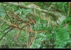 <i>Gleditsia amorphoides</i> (Griseb.) Taub. [Fabaceae]
