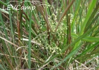 <i>Galium equisetoides</i> (Cham. & Schltdl.) Standl. [Rubiaceae]