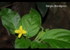<i>Deppea blumenaviensis</i> (K.Schum.) Lorence [Rubiaceae]