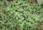 <i>Deppea blumenaviensis</i> (K.Schum.) Lorence [Rubiaceae]