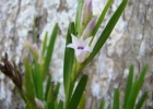 <i>Isochilus linearis</i> (Jacq.) R. Br. [Orchidaceae]