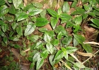<i>Coccocypselum hasslerianum</i> Chodat [Rubiaceae]