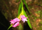 <i>Isochilus linearis</i> (Jacq.) R. Br. [Orchidaceae]