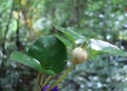 <i>Coccocypselum geophiloides</i> Wawra [Rubiaceae]
