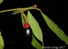 <i>Endlicheria paniculata</i> (Spreng.) J.F.Macbr. [Lauraceae]