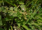 <i>Borreria palustris</i> (Cham. & Schltdl.) Bacigalupo & E.L.Cabral [Rubiaceae]