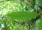 <i>Endlicheria paniculata</i> (Spreng.) J.F.Macbr. [Lauraceae]