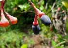 <i>Endlicheria paniculata</i> (Spreng.) J.F.Macbr. [Lauraceae]