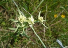 <i>Borreria eryngioides</i> Cham. & Schltdl. [Rubiaceae]