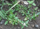 <i>Borreria capitata</i> (Ruiz & Pav.) DC. [Rubiaceae]