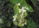 <i>Rubus imperialis</i> Cham. & Schltdl. [Rosaceae]