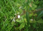 <i>Rubus erythrocladus</i> Mart. ex Hook.f. [Rosaceae]