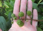 <i>Rubus erythrocladus</i> Mart. ex Hook.f. [Rosaceae]
