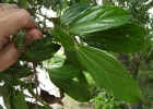 <i>Cinnamomum glaziovii</i> (Mez) Kosterm. [Lauraceae]