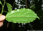 <i>Cinnamomum pseudoglaziovii</i> (Lorea-Hern.) Van der Werff [Lauraceae]