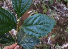 <i>Cinnamomum glaziovii</i> (Mez) Kosterm. [Lauraceae]