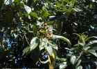 <i>Eriobotrya japonica</i> (Thunb.) Lindl. [Rosaceae]