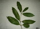 <i>Chionanthus trichotomus</i> (Vell.) P.S. Green [Oleaceae]
