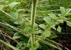 <i>Agrimonia hirsuta</i> Bong. ex C.A.Mey. [Rosaceae]