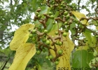 <i>Hovenia dulcis</i> Thunb. [Rhamnaceae]