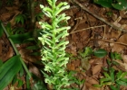 <i>Habenaria josephensis</i> Barb.Rodr. [Orchidaceae]