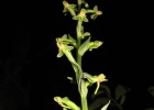 <i>Habenaria josephensis</i> Barb.Rodr. [Orchidaceae]