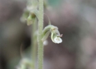 <i>Cyclopogon polyaden</i> (Vell.) Rocha & Waechter [Orchidaceae]