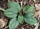 <i>Cyclopogon polyaden</i> (Vell.) Rocha & Waechter [Orchidaceae]
