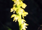 <i>Polystachya concreta</i> (Jacq.) Garay & H.R.Sweet [Orchidaceae]
