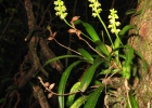 <i>Polystachya concreta</i> (Jacq.) Garay & H.R.Sweet [Orchidaceae]