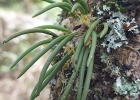 <i>Octomeria chamaeleptotes</i> Rchb.f. [Orchidaceae]