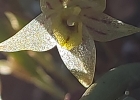 <i>Octomeria chamaeleptotes</i> Rchb.f. [Orchidaceae]